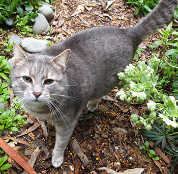  Minimus the cottage cat. 