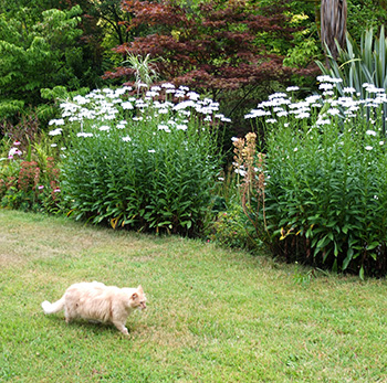  Wandering past the Shasta daisies... 