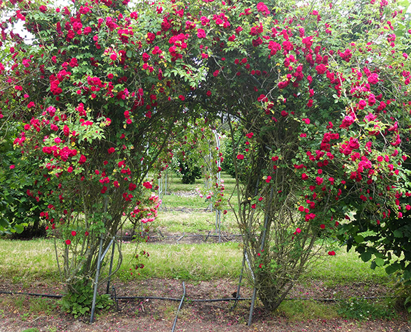  Once flowering, and such a strong rose. The archway is suffering! 