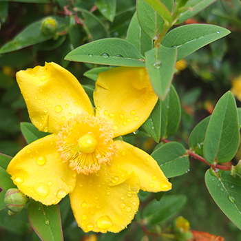  Always flowering in the middle of December. 