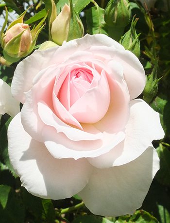  This rose gets really fluffy when it opens out more. 