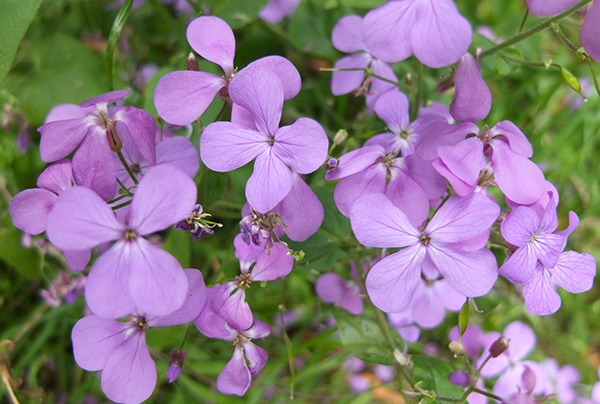  It is much bluer than the usual purple variety. 