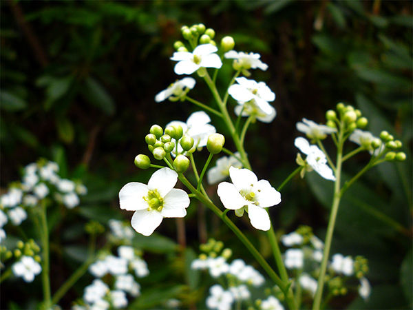  Such pretty, tiny flowers 