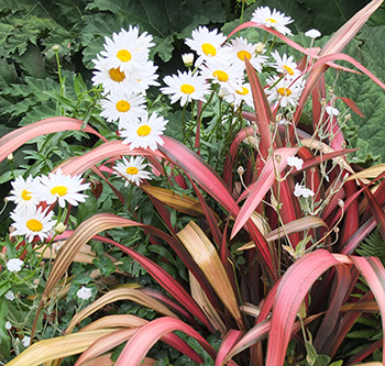  And a red Phormium (flax). 