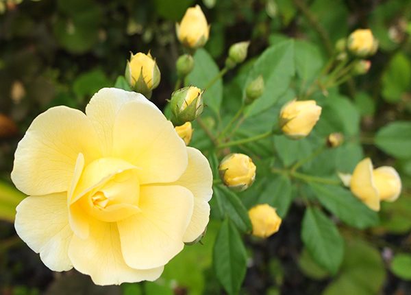  Second flowering for this shy shrub. 