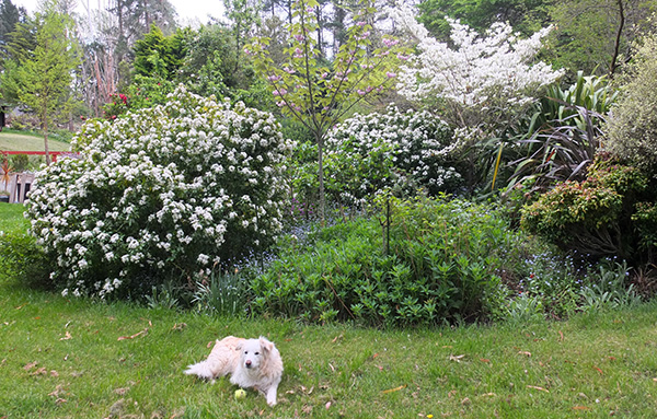  Flowering Choisya shrubs and a Dogwood tree. 