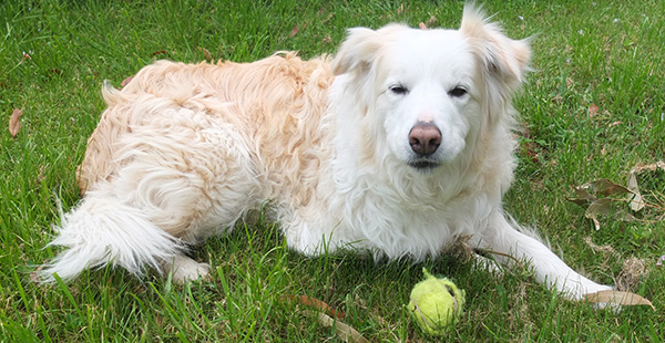  Rusty loves chasing tennis balls. 