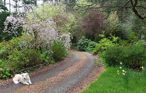  In the driveway with the blossom trees behind him. 