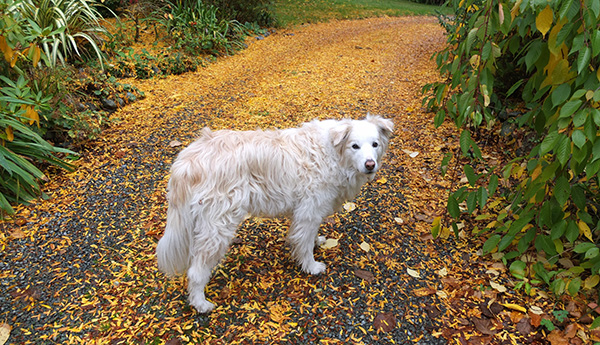  Golden autumn leaves on the gravel. 