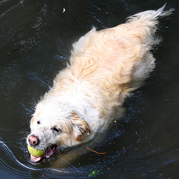  In the pond with his tennis ball. 