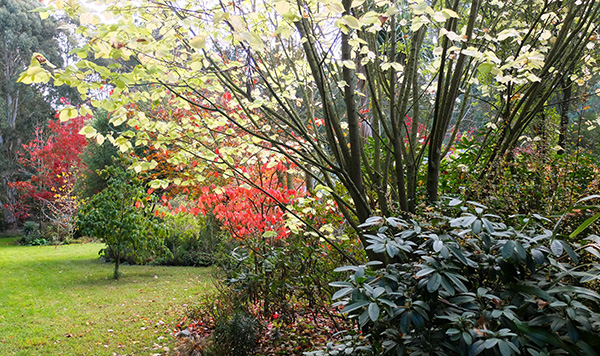  The red leaves are from a Cotinus and a far Oak tree. 