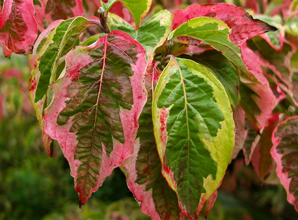  The prettiest variegations. 