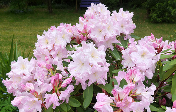  Name unknown, but has a strong scent a bit like a house cleaner! 