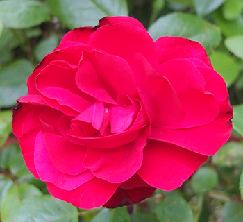  This rose is often badly affected by rust. 