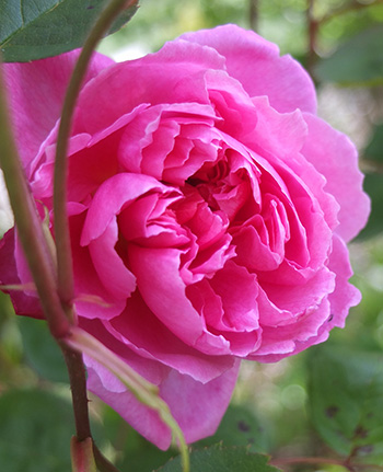  Last David Austin to flower, first David Austin to flower... 