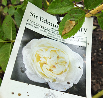  This rose should be a brilliant climber! 