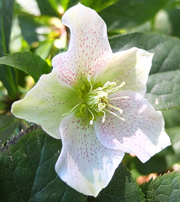  The very first to flower 