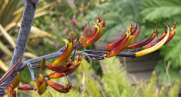  Nectar for the bellbirds. 