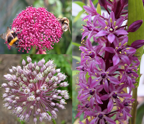  Korean Angelica, Purple Eucomis, and a Leek gone to seed. 