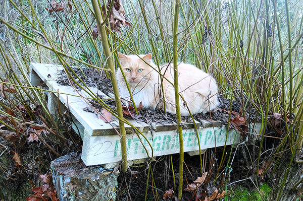  Fluff-Fluff watching me garden. 