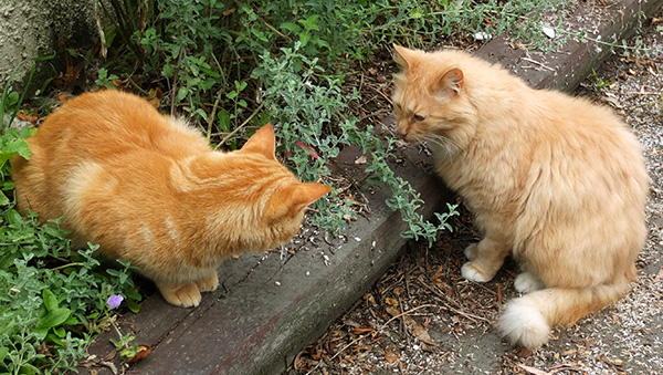  OK, so who chopped down the catmint? 