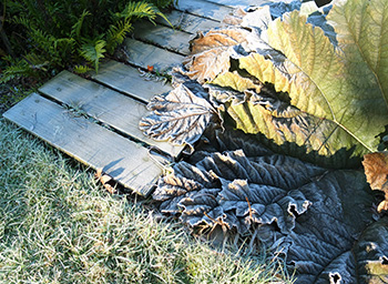  On the grass, the bridge, and the gunnera leaf. 