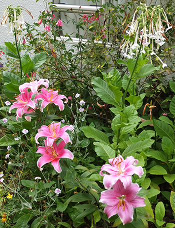  With big Nicotiana sylvestris. 