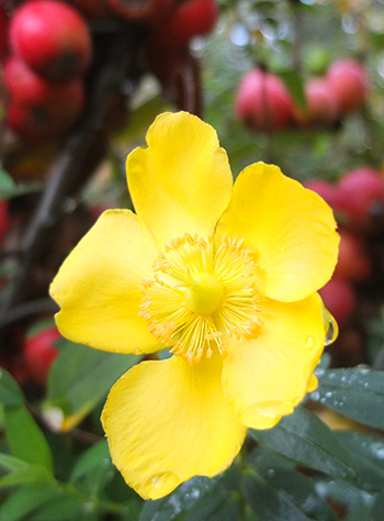  In front of the crab-apples. 