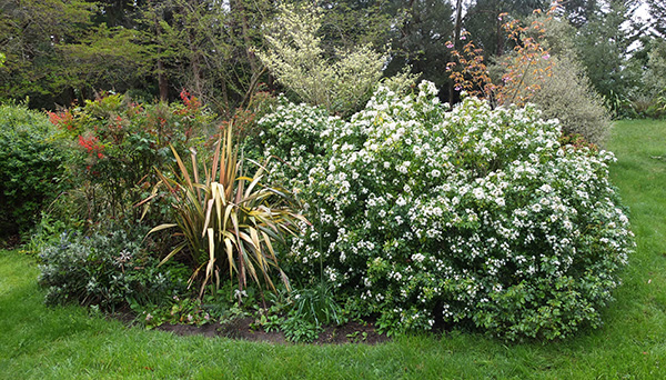  Mexican Orange Blossom. 