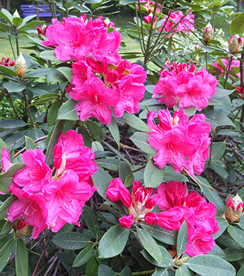  The last pink rhododendron to flower, in the Driveway Garden. 