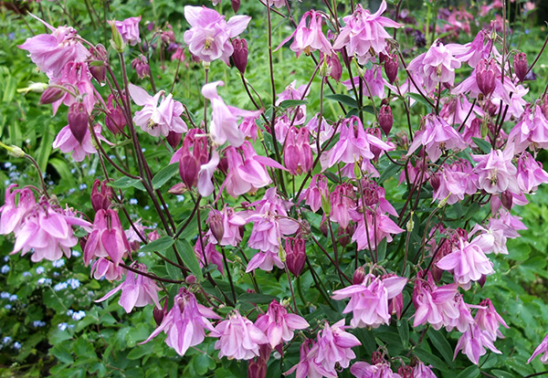  In the perennials garden. 