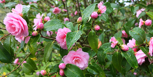  Pretty pink flowers,  