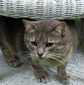  Hiding underneath the white cane table. 