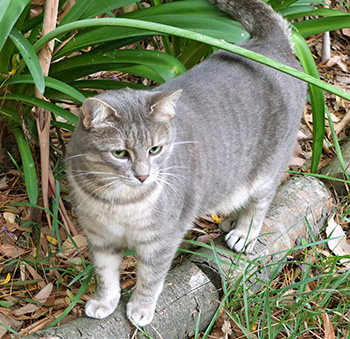  By the Agapanthus. 