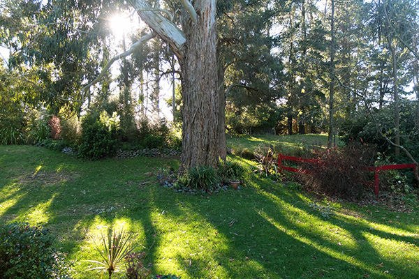  Rising up behind the big gum tree. 