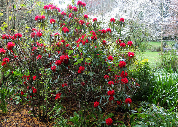  Still flowering brilliantly! 