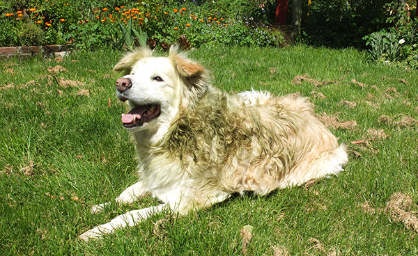  An olive-green Border Collie? 