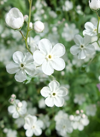  Such pretty annuals, with a cool green foliage 