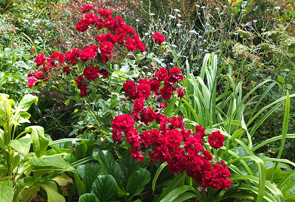  Deep red and clean green - just beautiful. 