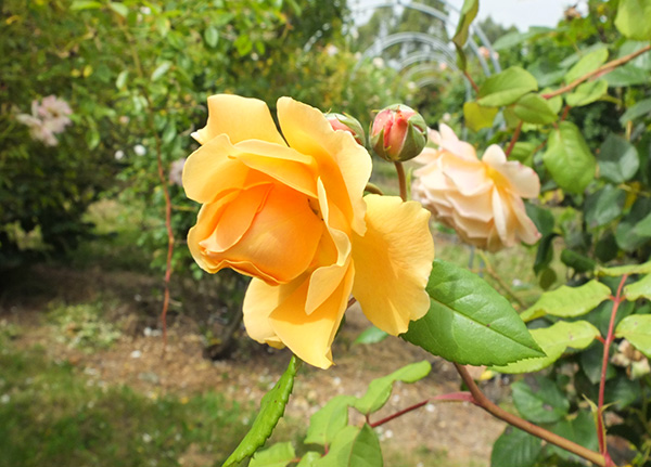  She has flowered really well. 