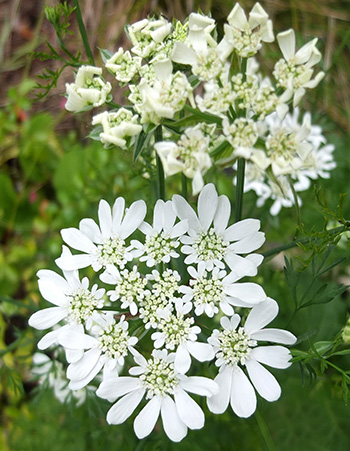  Pretty lacy white flowers. 