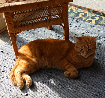  Snoozing in the sun. 