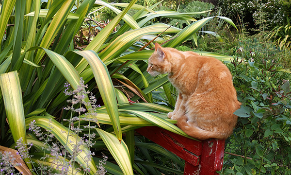  Sitting on his favourite fence-post. 