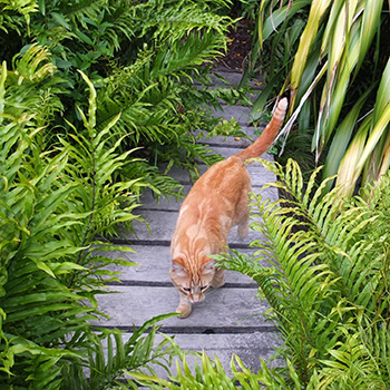  Much the shyer of the two ginger cats. 