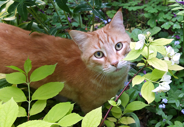  Hiding underneath a lime-leafed Philadelphus. 