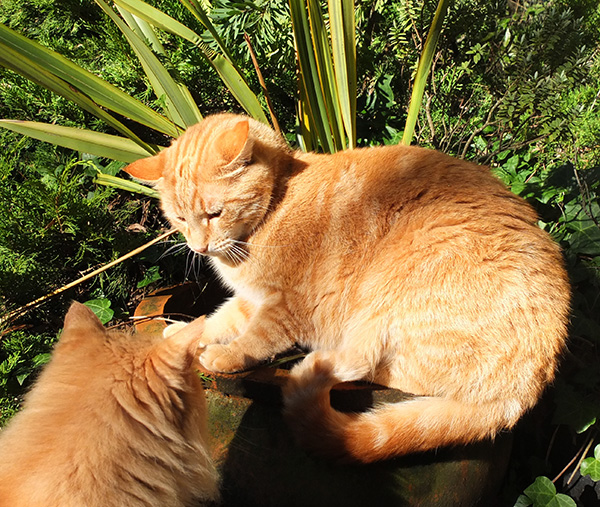  Hey! Back off! This is my pot... 