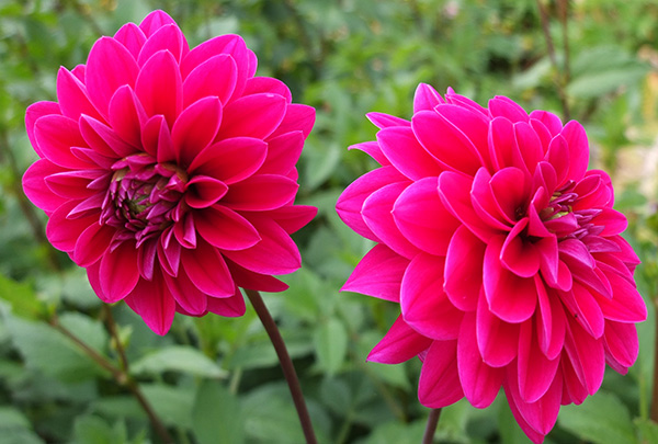  A wonderful colour for a dahlia. 