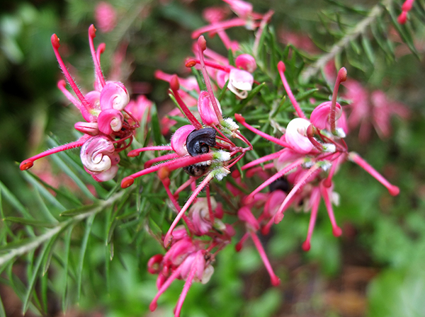  These shrubs flower in spring. 