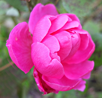  Flowering in mid-winter. 