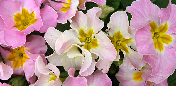  Rescued! And the label called them primroses... 